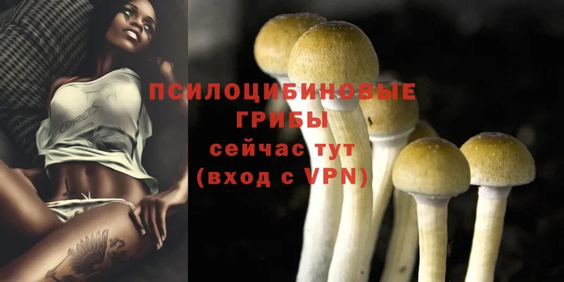 цена   Анадырь  Галлюциногенные грибы Psilocybine cubensis 